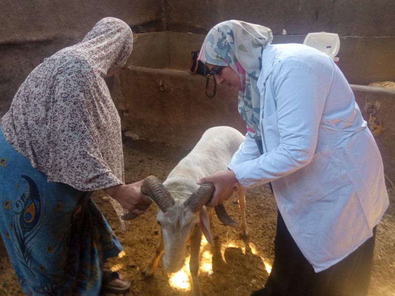 بيطرى الغربية يحصن 10529 من الماعز والأغنام ضد مرض طاعون المجترات الصغيرة