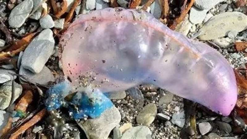 اكتشاف مخلوق بحري غريب بأحد شواطئ بريطانيا