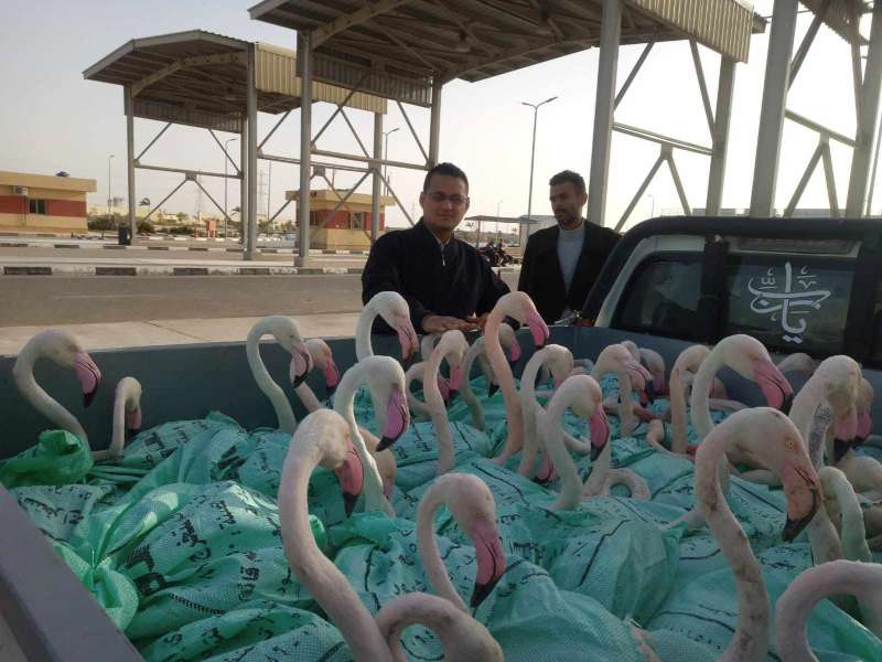 البيئة تعيد إطلاق ٦٠ طائر فلامنجو في ملاحة بورفؤاد بعد ضبطها من خلال قوات حرس الحدود
