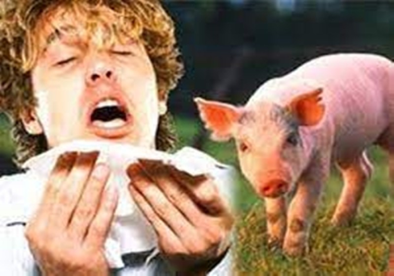 الصحة تنفي ظهور إنفلونزا الخنازير