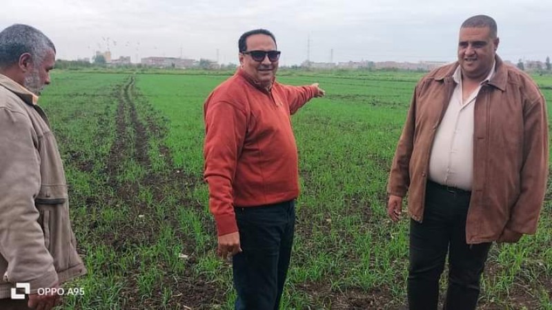 زيارة تفقدية ميدانية لوكيل وزارة الزراعة بدمياط لتفقد محاصيل القمح بكفر سعد