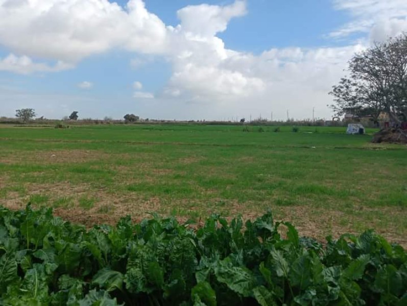 زراعة الإسكندرية: جميع المحاصيل الشتوية بحالة جيدة ولا توجد أي آفات