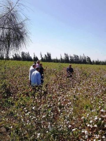 القطن في الشرقية