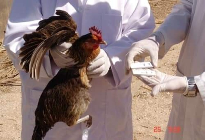 محافظ كفر الشيخ يتابع جهود الطب البيطري في تحصين ٣٨٦٥٠ طائر بلقاح إنفلونزا الطيور