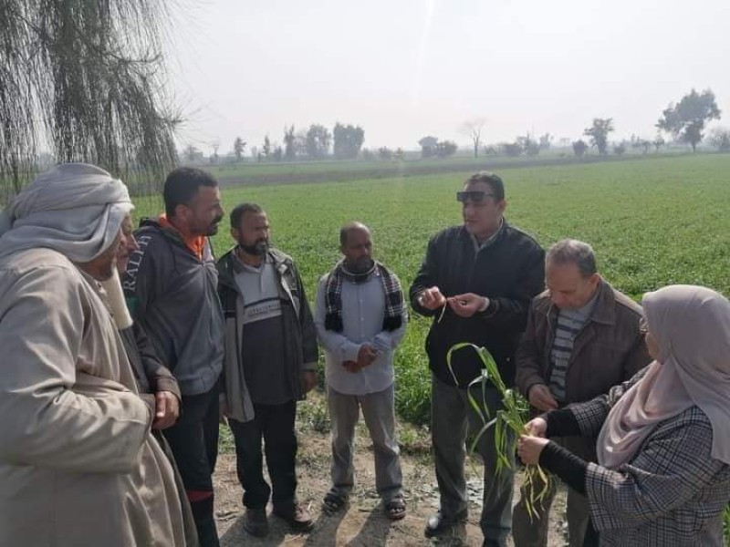 فرق إرشادية تابعة لمديرية زراعة الإسكندرية تمر على المحاصيل  الشتوية