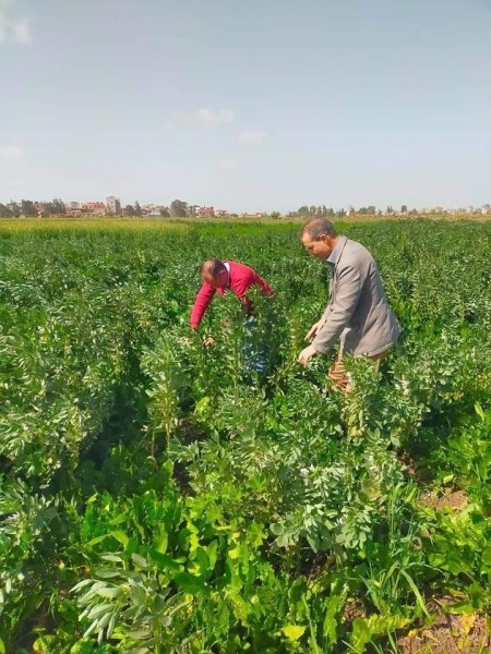 محافظ كفرالشيخ يتابع جهود الفرق الإرشادية التوعوية للمحاصيل الزراعية الشتوية