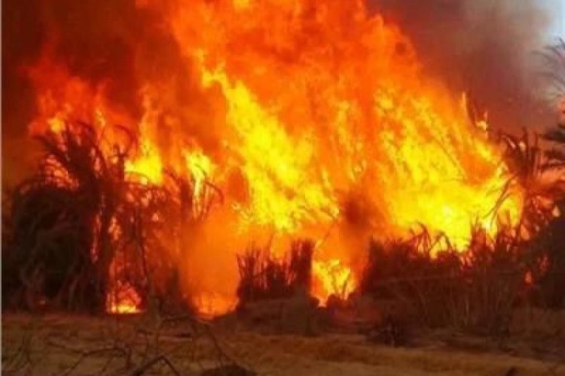 السيطرة على حريق نشب بأرض مزروعة بأشجار المانجو بالفيوم