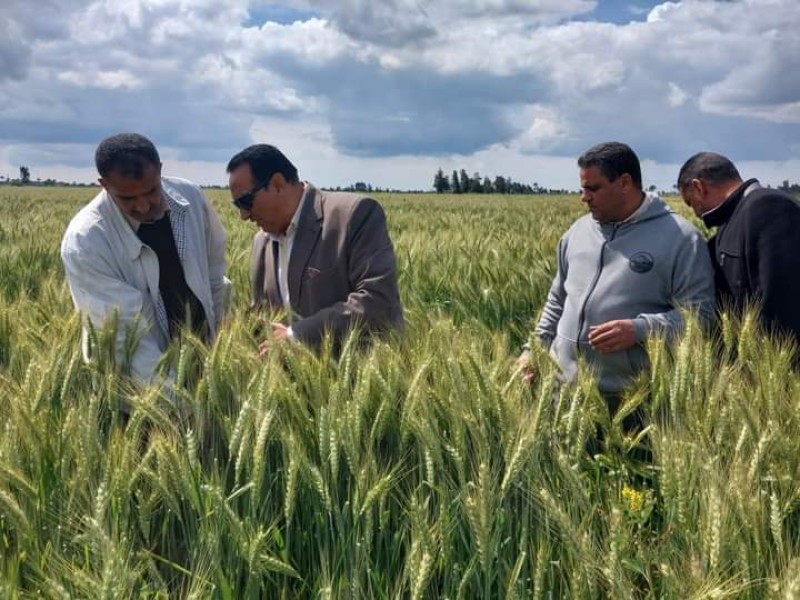 جولة ميدانية بين حقول القمح لوكيل وزارة الزراعة بدمياط