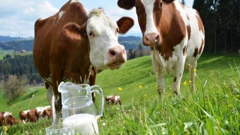 أول تفش لـ إنفلونزا الطيور في الأبقار بهذا البلد.. هل شرب اللبن آمن؟