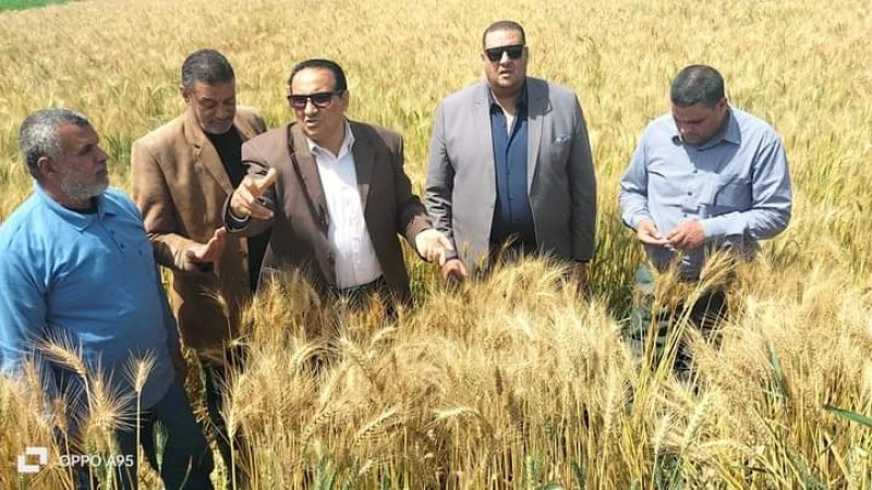 إستمرار مرور”سميح” لتفقد محاصيل القمح بدمياط