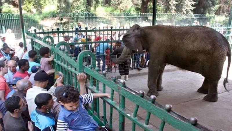 حقيقة فتح حديقة الحيوان أمام المواطنين خلال عيد الفطر