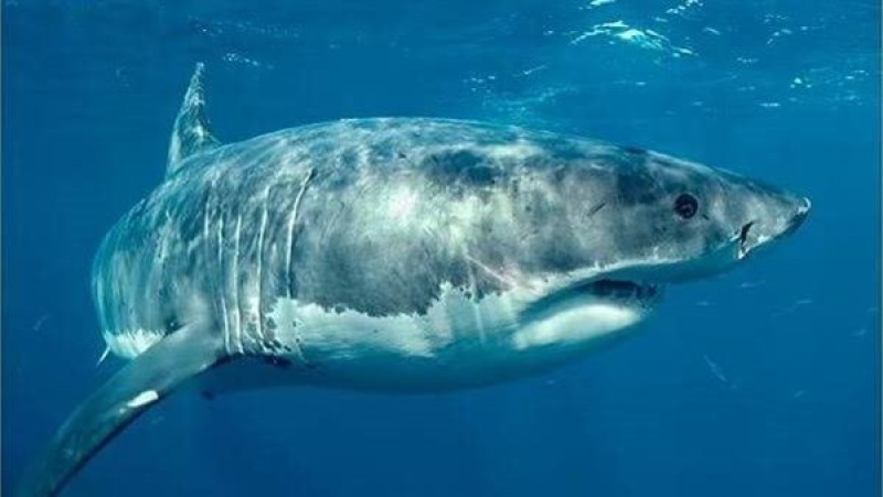 ظهور نوع خطير من أسماك القرش بالبحر الأحمر
