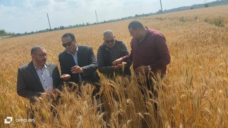 ”سميح” يتفقد حقول محاصيل القمح بإدارة فارسكور