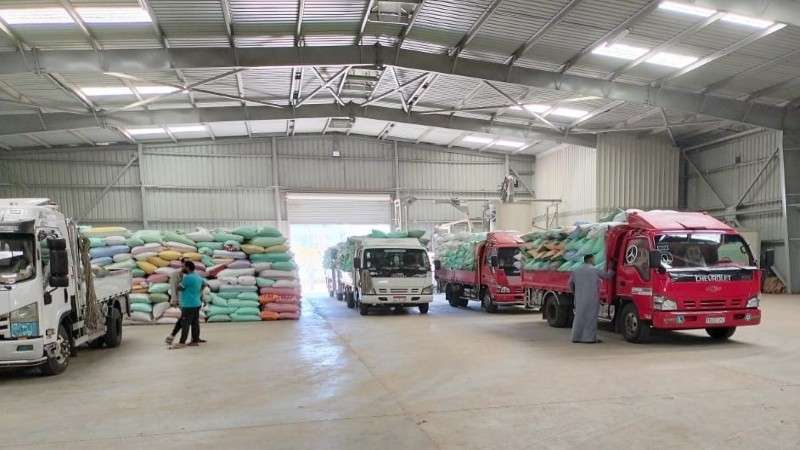 البنك الزراعي المصري يبدأ استلام محصول القمح من المزارعين والموردين