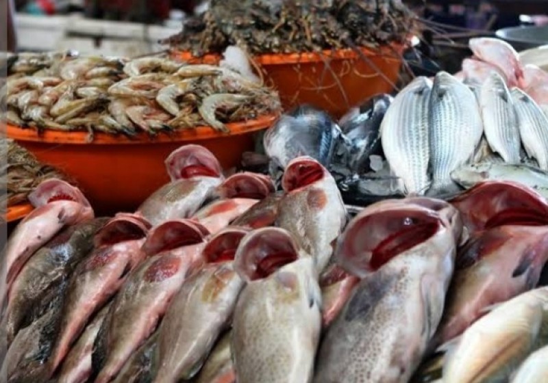 أسعار السمك اليوم 