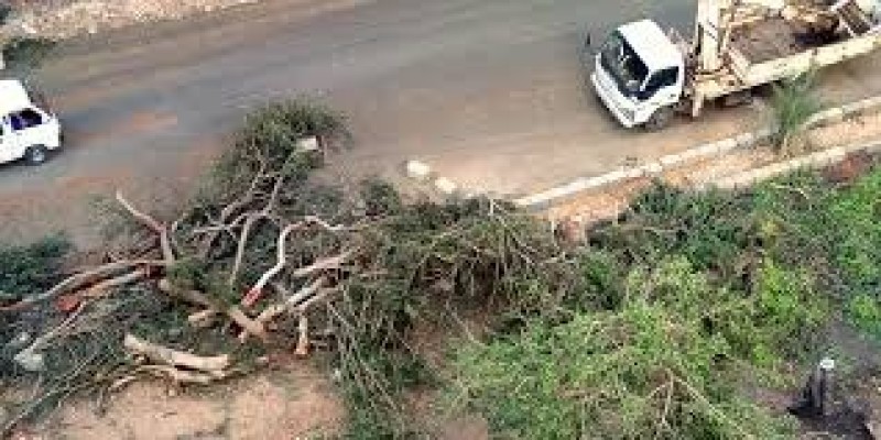 الحكومة تكشف حقيقة قطع الأشجار في شوارع وحدائق مصر