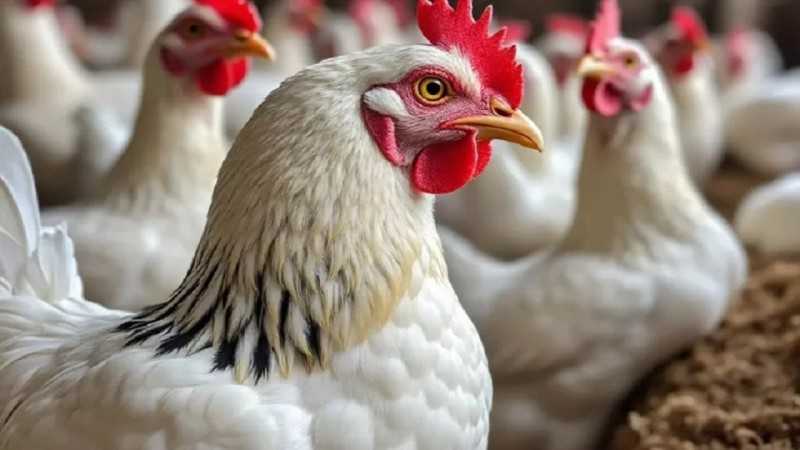 رئيس الشعبة يطمئن المواطنين: الدواجن سليمة ومحدش يقلق