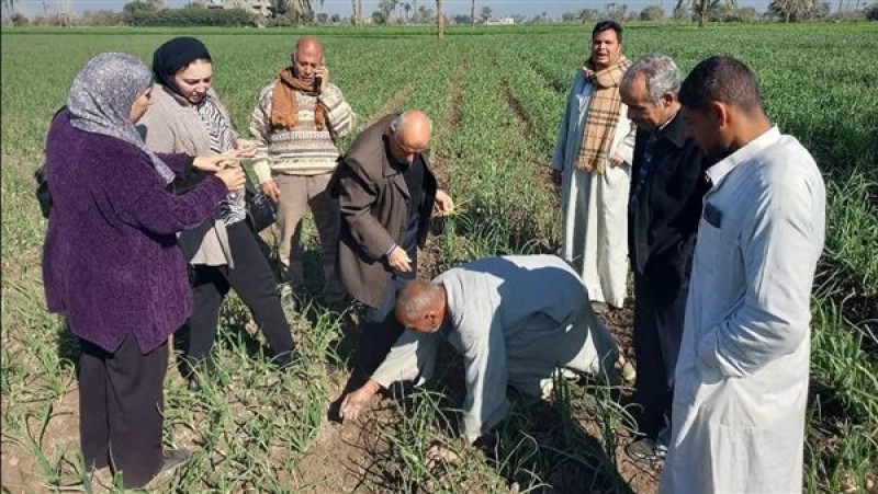 البحوث الزراعية: تنفيذ 2490 نشاطًا إرشاديًا خلال شهر يناير لدعم المزارعين