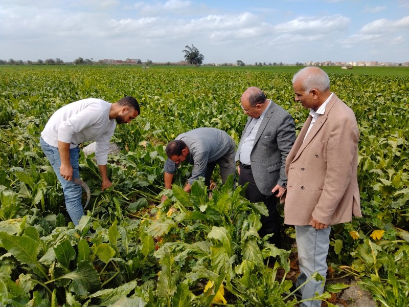 وكيل زراعة البحيرة يتابع محصول بنجر السكر للاطمئنان على الإنتاجية مع بدء موسم التوريد