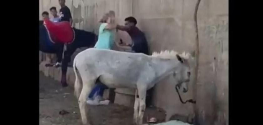 بسبب حمار.. سائحة تضرب شابًا بمنطقة أبو الهول