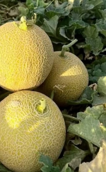 مواعيد زراعة بعض النباتات والخصر والفاكهة