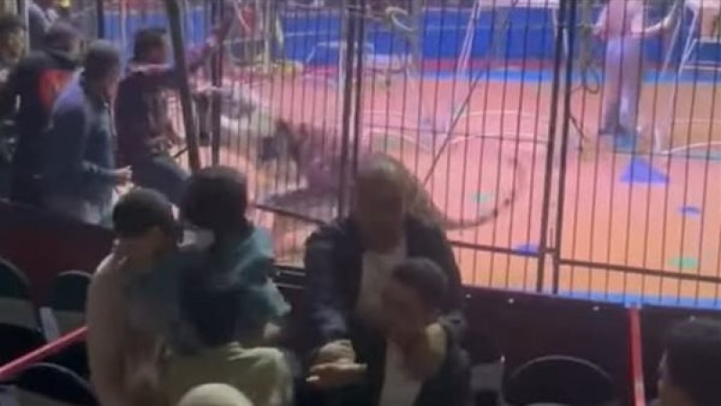 محاكمة مدربة الأسود في طنطا: 31 مايو الجلسة الأولى