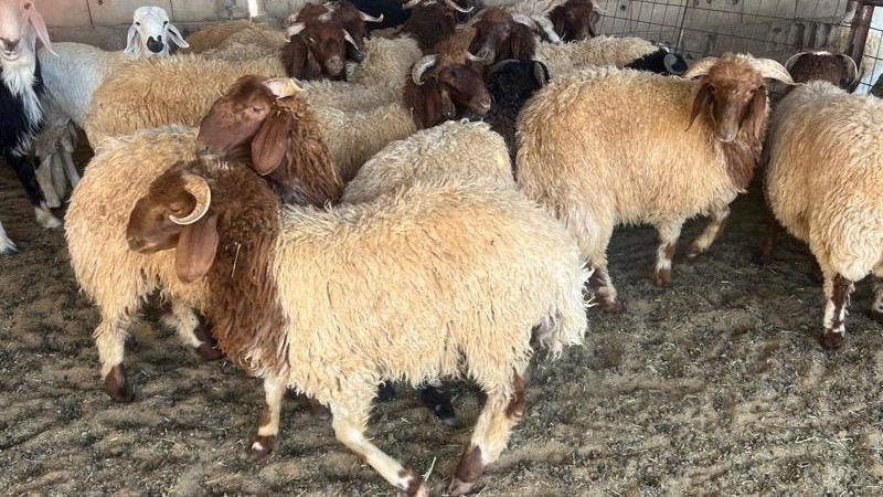 الطريقة الصحيحة لنحر الأضحية والأشياء المحظور فعلها