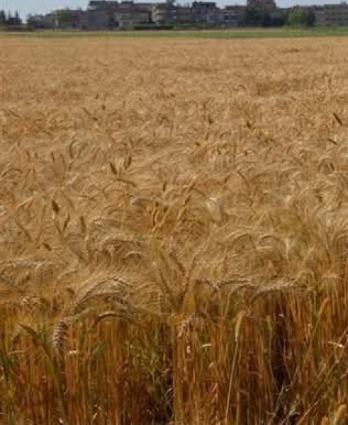 الدقهلية: استمرار توريد الاقماح للشون والصوامع