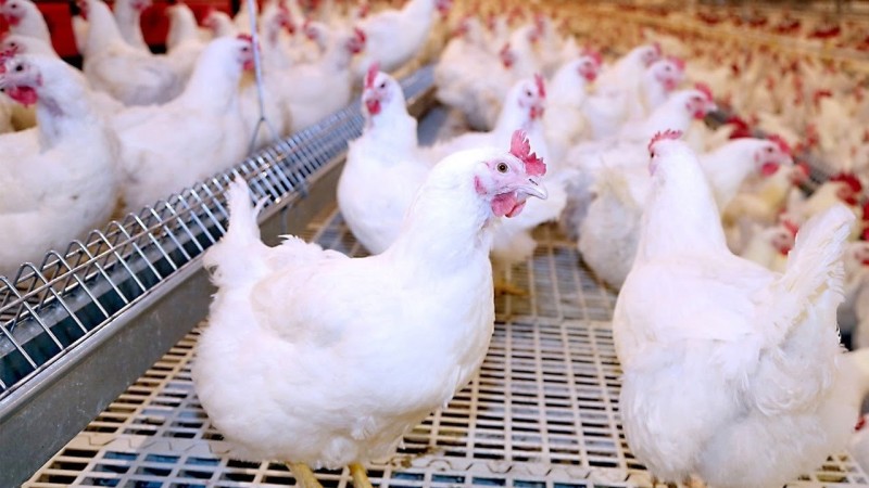 انخفاض أسعار الدواجن اليوم السبت بالأسواق
