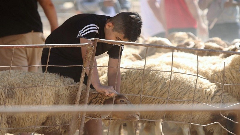هل يجوز إعطاء الجزار من الأضحية؟ الأزهر يجيب