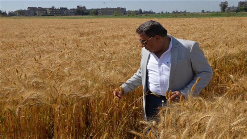 محافظ الدقهلية:توريد 250 ألف طن قمح محلي بمراكز التوريد والتخزين منذ بداية موسم الحصاد