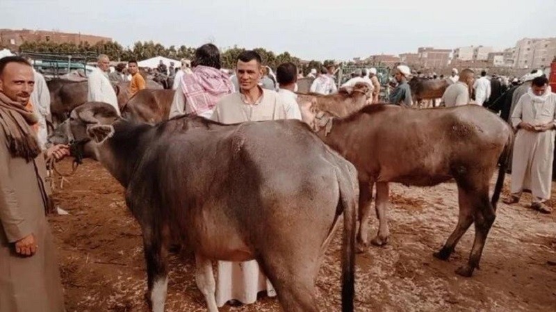 نقيب الفلاحين: الكيلو القائم يبدأ من 160 جنيها.. وتحذير طبي من الدهون