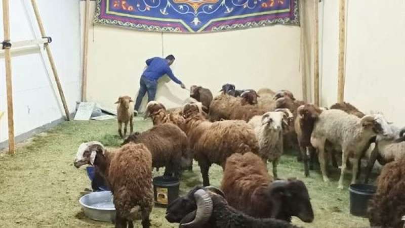 استعدادات عيد الأضحى: طرح لحوم وسلع بأسعار مخفضة في 400 فرع