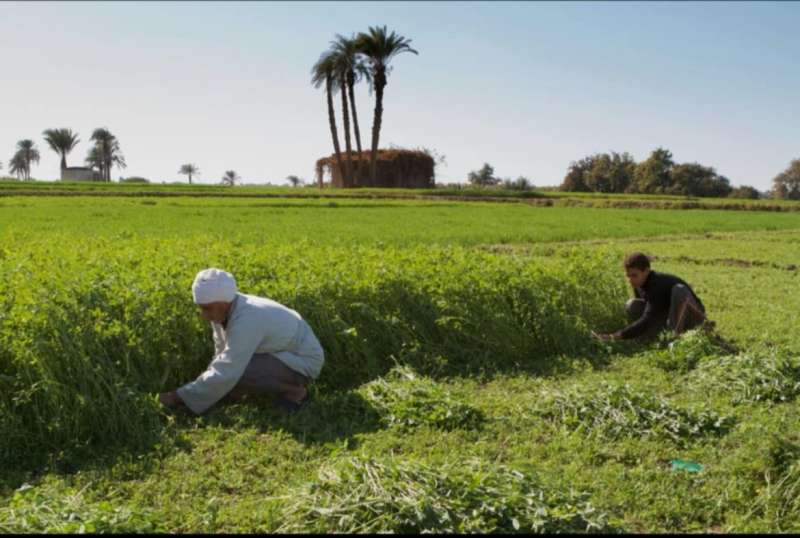 غرينبيس الشرق الأوسط و شمال إفريقيا توصي بتعزيز الإستثمارات الخضراء العادلة