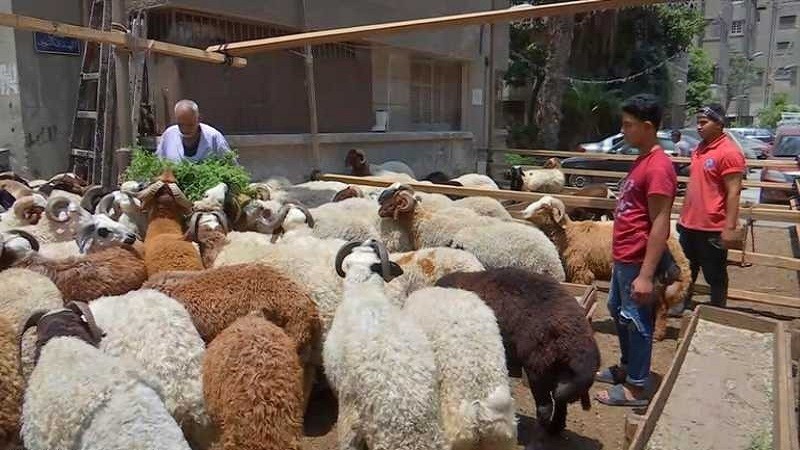 هل يجوز تقديم قيمة الأضحية نقدا للفقراء والمساكين؟ الإفتاء تجيب