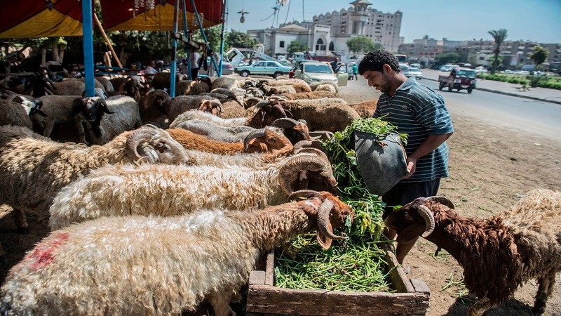 بأول أيام عيد الأضحى.. شروط الأضحية الصحيحة والعيوب التي تفسدها