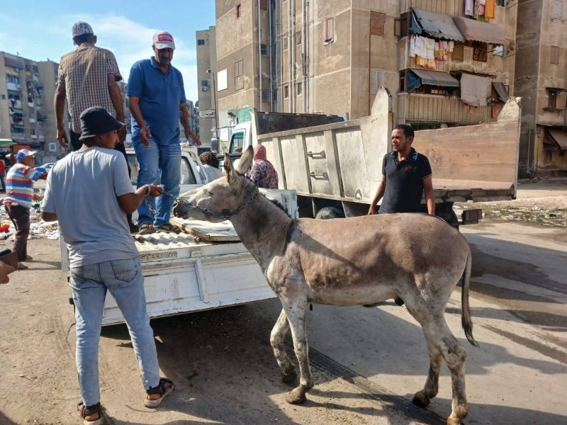ضبط حمارين في بورسعيد: حملة مشتركة بين الحي والطب البيطري” صور ”