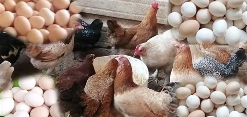استقرار نسبي في أسعار الدواجن والبيض