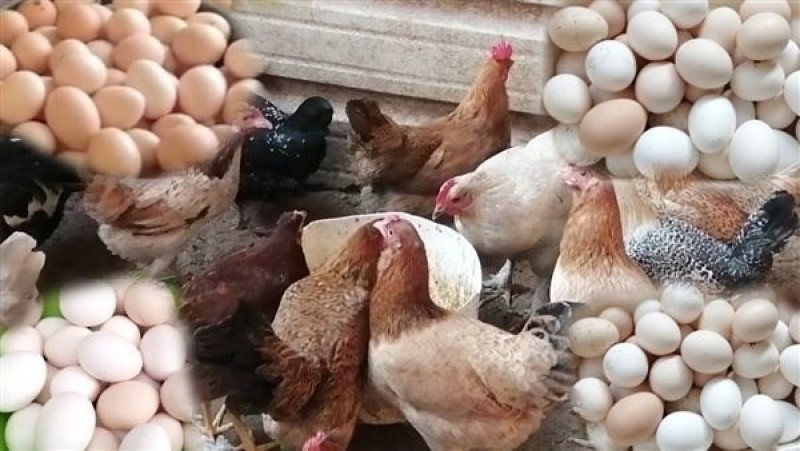 بعد هبوط الدواجن.. مفاجأة فى سعر كرتونة البيض اليوم السبت بالأسواق