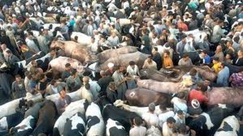 اتهام مستأجر سوق المواشي بدمنهور بتقديم خطاب ضمان مزور بقيمة 41 مليون جنيه
