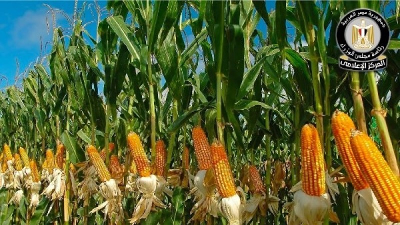 حقيقة وقف الدعم الحكومي لمحصول الذرة الشامية