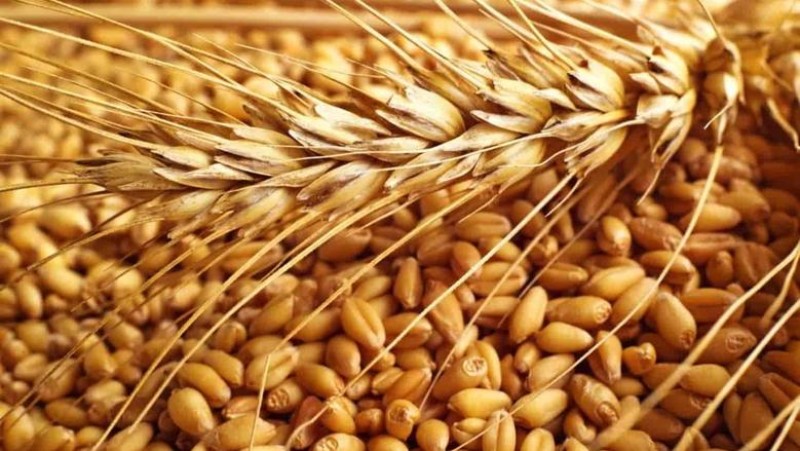 بزيادة 29.5% عن العام الماضي ... محافظة البحيرة تختتم موسم توريد القمح بنجاح بإجمالى 318 ألف طن قمح محلي