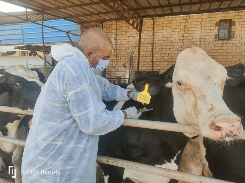 بيان بنشاط مديرية الطب البيطري بالاسماعيلية خلال شهر اغسطس