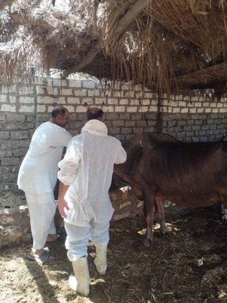 استمرار اعمال لجان التحصين ضد العترة الجديدة للحمي القلاعية sat1 بجميع مراكز الإسماعيلية