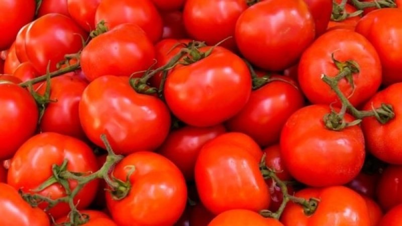 نقيب الفلاحين يكشف موعد انخفاض ثمن الطماطم