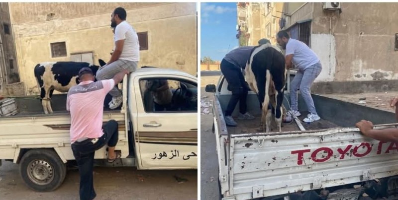 محافظة بورسعيد تبدأ مصادرة الماشية الهائمة .. بعد انتهاء مهلة الثلاثة أيام