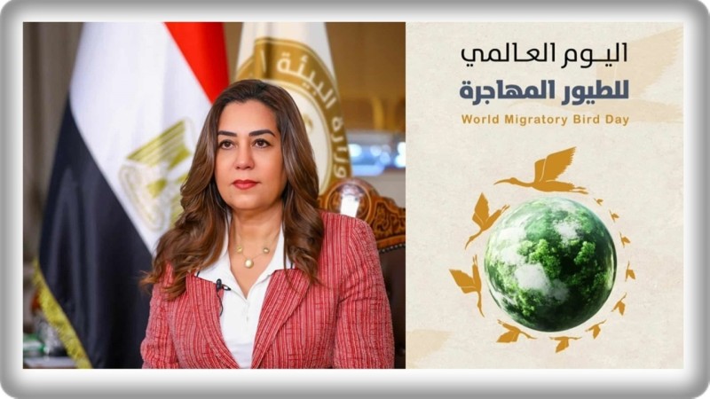 جهود مصرية لحماية الطيور المهاجرة: إزالة 18 ألف متر من الشباك المخالفة