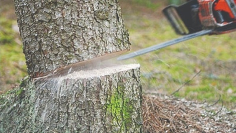 احذر.. قطع الأشجار يعرضك لدفع غرامة 5 آلاف جنيه طبقا لقانون الري احذر.. قطع الأشجار يعرضك لدفع غرامة 5 آلاف جنيه طبقا لقانون الري