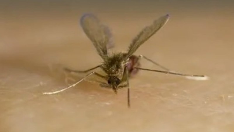 بعد وفاة طفل أردني.. أعراض لدغة ذبابة الرمل السوداء وطرق الوقاية منها بعد وفاة طفل أردني.. أعراض لدغة ذبابة الرمل السوداء وطرق الوقاية منها