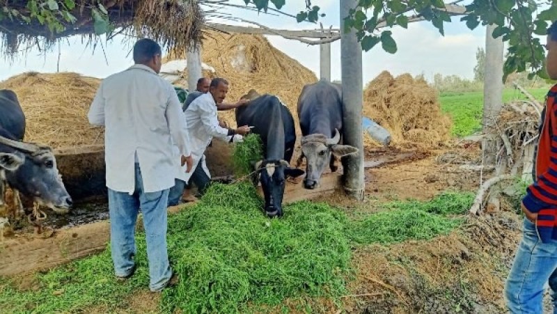 بعد انتشار متحور جديد بالماشية.. هل اللحوم في الأسواق آمنة؟